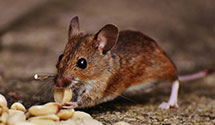 24 Hour & Emergency Exterminators in Indianapolis, IA